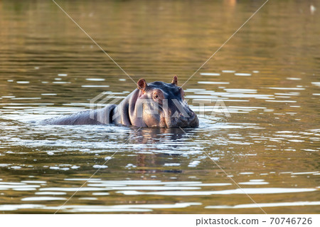 wild hippo, South Africa Safari wildlife 70746726