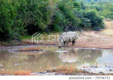 White rhinoceros Pilanesberg, South Africa safari wildlife White rhinoceros Pilanesberg, South Africa safari wildlife 70746731