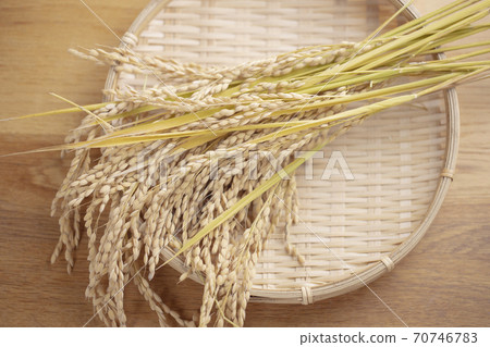 Freshly harvested rice 70746783