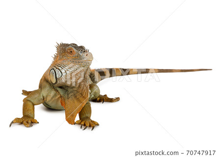Cute iguana isolated on white background 70747917