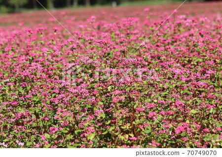 Pink buckwheat field 70749070