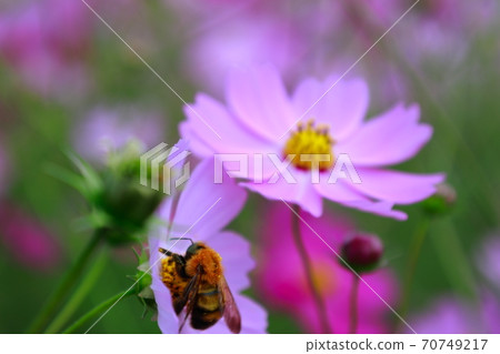  Cosmos field 70749217