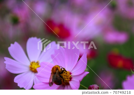  Cosmos field 70749218
