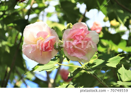 Drunky Flower Flower Drunky Flower Flower 70749559