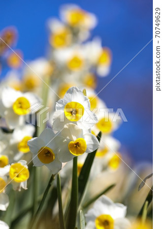 Narcissus blooming in front of me Narcissus blooming in front of me 70749629
