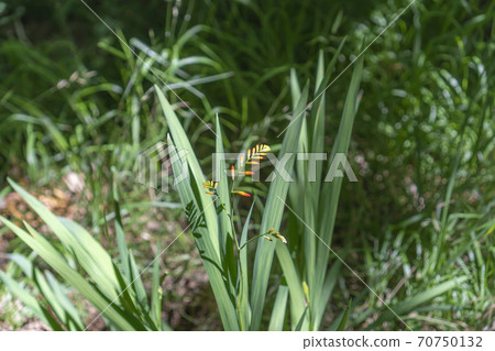Orange buds of Crocosmia flowers on a background of green grass on a sunny summer day Orange buds of Crocosmia flowers on a background of green grass on a sunny summer day 70750132