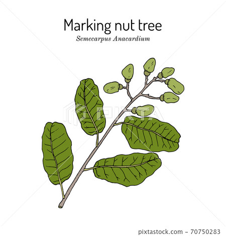 Marking nut tree Semecarpus anacardium , medicinal plant Marking nut tree Semecarpus anacardium , medicinal plant 70750283