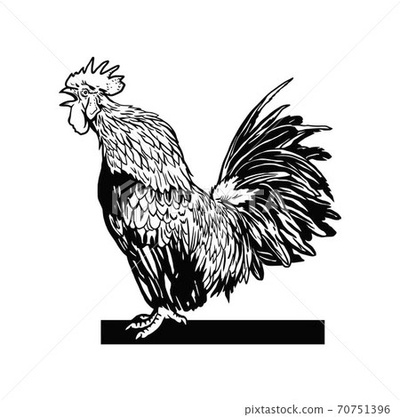 vintage rooster clipart image