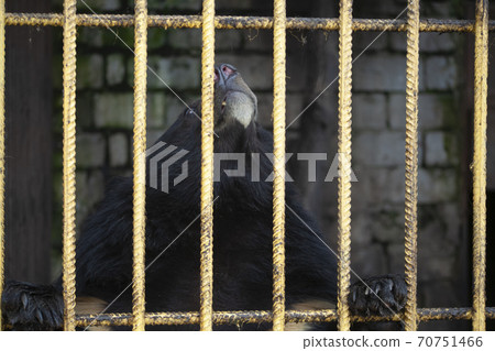 Bear in a cage. Wild animal in captivity.  70751466