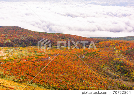 栗駒山神的地毯 栗駒山神的地毯 70752864