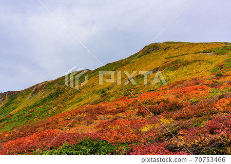 Autumn leaves of Mt. Kurikoma Autumn leaves of Mt. Kurikoma 70753466