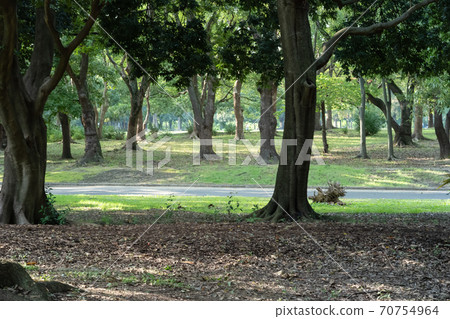 Well-maintained forest with mowed undergrowth Well-maintained forest with mowed undergrowth 70754964