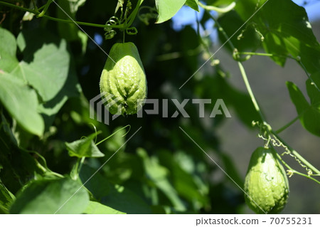 Chayote fruit 70755231