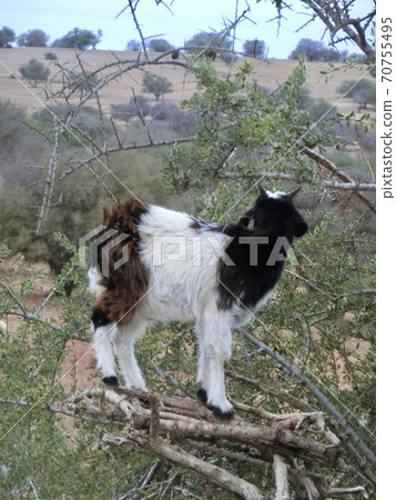 Moroccan goat climbing a tree 1s Moroccan goat climbing a tree 1s 70755495
