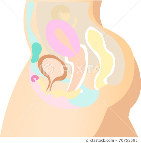 女性生殖器系統5插圖 70755593