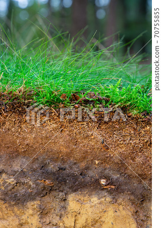 Organic layer and topsoil of a Vertisol Organic layer and topsoil of a Vertisol 70755855