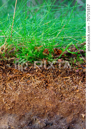 Organic layer and topsoil of a Vertisol 70755857