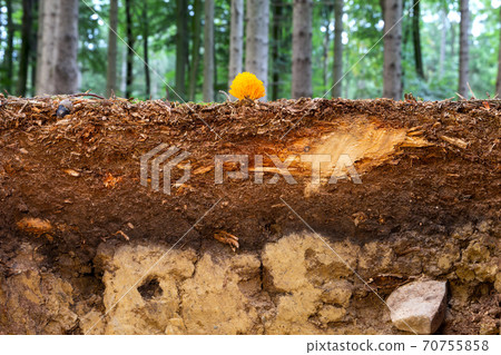 Organic layer and topsoil of a Vertisol Organic layer and topsoil of a Vertisol 70755858