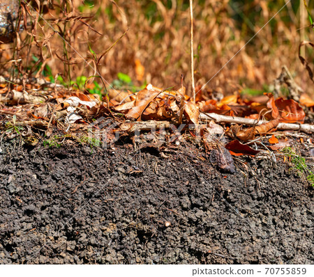 Organic layer and topsoil of a Leptosol Organic layer and topsoil of a Leptosol 70755859