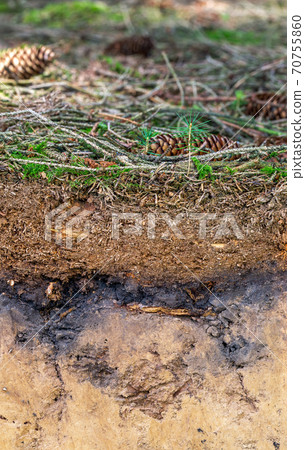 Organic layer and topsoil of a Luvisol 70755860