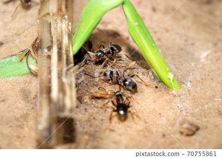Closeup of black garden ants 70755861