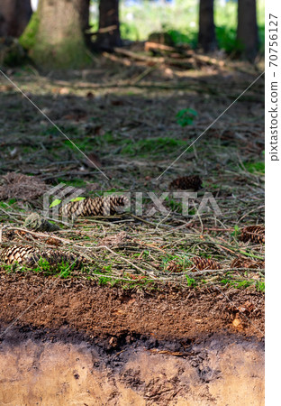Organic layer and topsoil of a Luvisol Organic layer and topsoil of a Luvisol 70756127