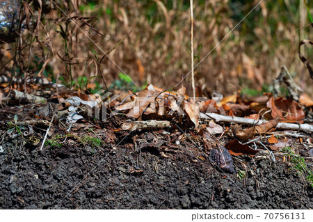 Organic layer and topsoil of a Leptosol Organic layer and topsoil of a Leptosol 70756131
