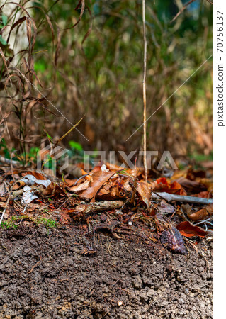 Organic layer and topsoil of a Leptosol Organic layer and topsoil of a Leptosol 70756137