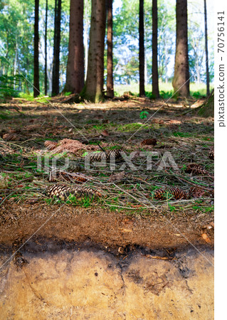 Organic layer and topsoil of a Luvisol Organic layer and topsoil of a Luvisol 70756141