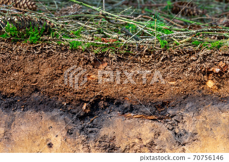 Organic layer and topsoil of a Luvisol Organic layer and topsoil of a Luvisol 70756146
