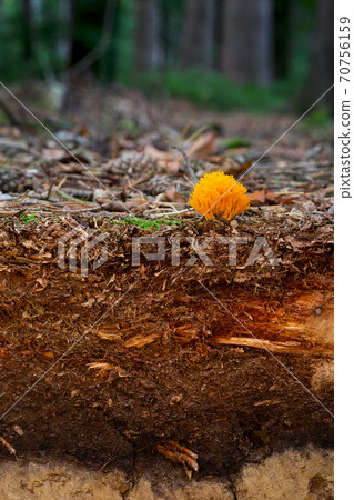 Organic layer and topsoil of a Vertisol 70756159