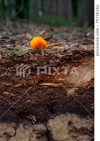 Organic layer and topsoil of a Vertisol Organic layer and topsoil of a Vertisol 70756162