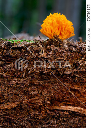 Organic layer and topsoil of a Vertisol 70756175