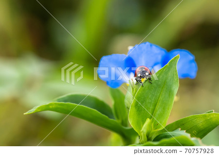Coccinella septempunctata on the Commelina communis Coccinella septempunctata on the Commelina communis 70757928