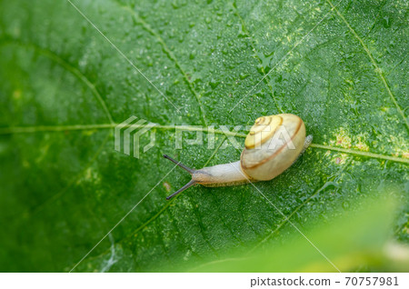 草地上的蝸牛(日本maimai) 草地上的蝸牛(日本maimai) 70757981