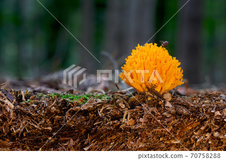 Organic layer of a Vertisol with Calocera viscosa Organic layer of a Vertisol with Calocera viscosa 70758288