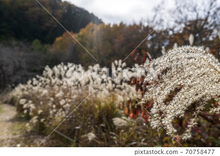 【嵐山溪谷】陽光下閃閃發亮的細耳朵 / 埼玉縣比企郡嵐山町 70758477
