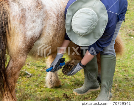 Pony care horse Pony care horse 70759541