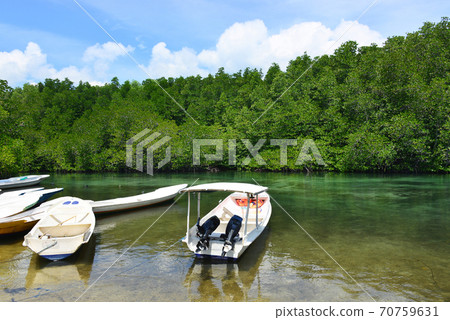 Mangrove sea Mangrove sea 70759631