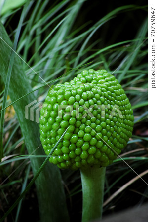 綠芽植物芽 綠芽植物芽 70759647