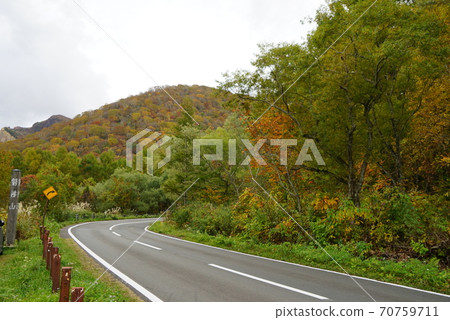 秋季金線（烏拉班達） 70759711