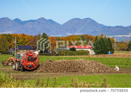 天才豐收景觀 70759830