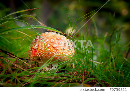 Amanita fly agaric mushroom in forest grass 70759831
