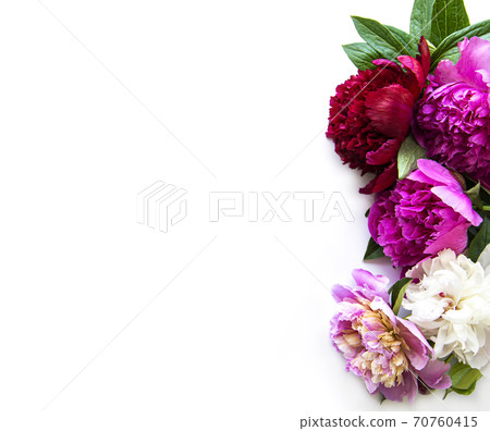 Peony flowers on a white background 70760415