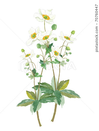 秋明菊花 70760447