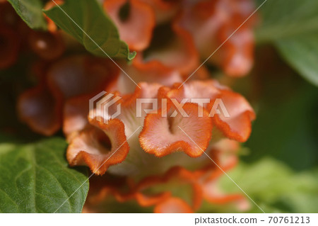 Twisted Orange Cockscomb 70761213