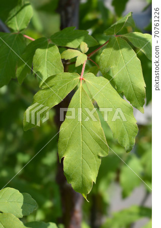 Paperbark maple 70761226