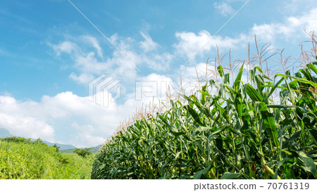 Hiruzen Highlands corn field 70761319