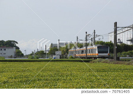 Hachiko Line going to the tea plantation (Chuo Line direct train) 70761405