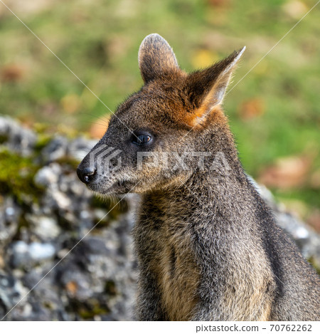 Swamp Wallaby, Wallabia bicolor, is one of the smaller kangaroos Swamp Wallaby, Wallabia bicolor, is one of the smaller kangaroos 70762262